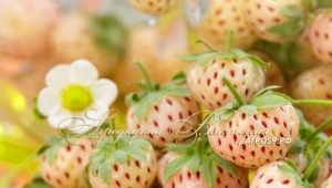 Varianter af hvide og gule remontante jordbær