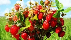 Små-frugtede jordbærsorter