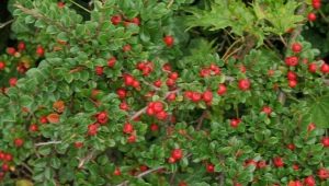 All about Dammer's cotoneaster