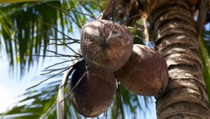 Tutto sull'albero di cocco