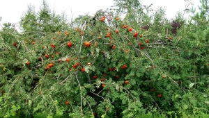 All about weeping rowan