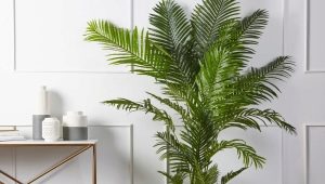 All about the areca plant