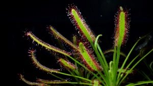 All about the Cape sundew