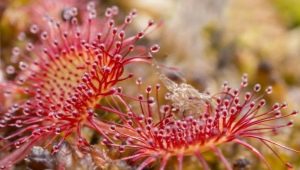 All about round-leaved sundew