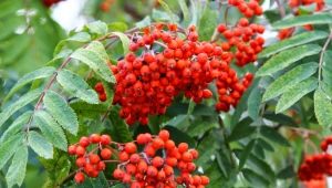 All about Siberian mountain ash