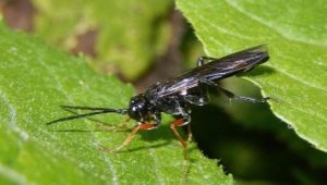All about the pine sawfly