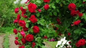 All about growing a climbing rose