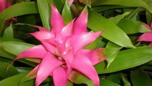 Bromeliad and its cultivation at home