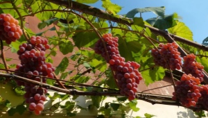 Was kann man neben Weintrauben im Freien pflanzen?