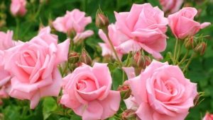 Hoe geënte rozen correct te planten?