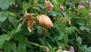 Why do unblown buds fall off a rose?