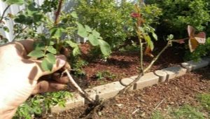 Reproduction d'un rosier grimpant par bouturage en été