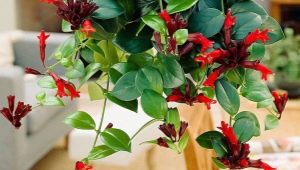 Varianter av eschinanthus og nyansene i dyrkingen