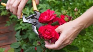All about caring for roses