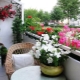 Flowers on the balcony: names, location tips