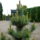 Mountain pine in landscape design: beautiful examples