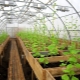 Gewächshäuser für den ganzjährigen Gemüseanbau: Anordnungsmöglichkeiten