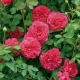 Englische Rosen: Sorten, Tipps zur Auswahl und Pflege