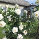 白色攀缘玫瑰：品种及其栽培
