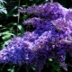 Buddleya: varieties and features of cultivation