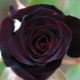 Schwarze Rosen: Wie sind sie und wie pflanzt man solche Blumen?