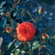 Eigenschaften und Anbau der Rosensorte Salita