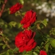 Kenmerken van Amadeus-rozen en de regels voor hun teelt