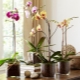 Wat zijn orchideeënpotten en hoe kies je de beste?