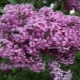 Chinese lilac: features and rules of care