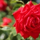 Rote Rosen: Sorten und Pflegeregeln
