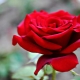 莫斯科地区最好的玫瑰品种：特征，选择和护理技巧