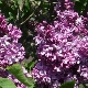 Terry lilac: features and varieties