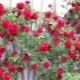 弗拉门坦兹玫瑰的描述和栽培