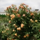 Descripción y cultivo de rosas Aloha.