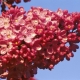 Description and cultivation of lilac Mulatto