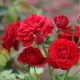 Eigenschaften und Anbau von Rosensorten Nina Weibul
