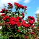 Parkové růže: odrůdy a pravidla péče