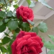 Popínavá růže Don Juan: popis odrůdy, vlastnosti výsadby a péče