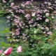 攀缘玫瑰Indigoletta：品种描述，种植和护理规则