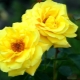 Climbing rose Casino: variety description, planting and care