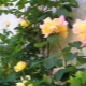 Climbing rose Climing: varieties of varieties and their features
