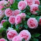 攀登玫瑰Pierre de Ronsard：品种描述，种植和护理功能