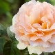 Rosa rampicante Polka: descrizione della varietà, caratteristiche della semina e della cura