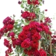 Simpatía de rosa trepadora: descripción de la variedad, características de plantación y cuidado.