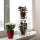 Står for blomster i vindueskarmen: funktioner og typer