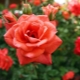 Sorten und Beschreibung von remontierenden Rosen