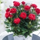 Sorten von Indoor-Rosen und Pflege zu Hause