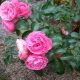 Rose Lavinia: Beschreibung, Anbau und Verwendung in der Gartengestaltung