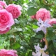 Rosenparade: Funktionen, Pflanzen und Pflege