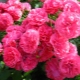 Rose Rosarium Utersen: Ausstattung, Bepflanzung und Pflege